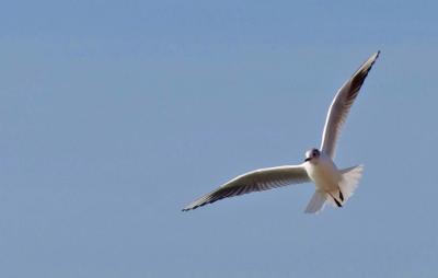 Прикрепленное изображение: LCIMGP5622a.jpg